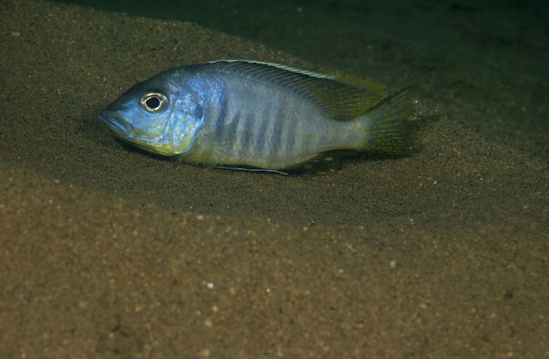 Ctenopharynx pictus 'Liwani'